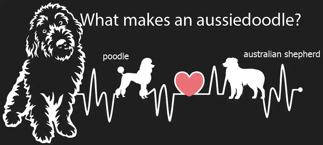 graphic for purveyor of beautiful loving aussiedoodles