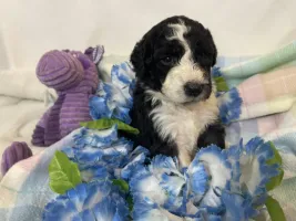 aussiedoodles for sale