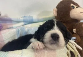 aussiedoodles for sale