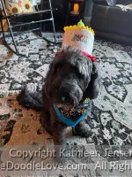 aussiedoodle testimonial