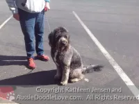 aussiedoodle testimonial