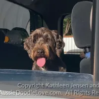 aussiedoodle testimonial