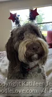 aussiedoodle testimonial