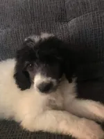 aussiedoodles for sale