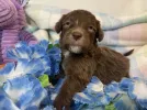 gorgeous and cute aussiedoodle to take home!