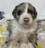 gorgeous and cute aussiedoodle to take home!