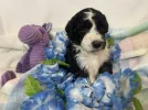 gorgeous and cute aussiedoodle to take home!