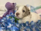 gorgeous and cute aussiedoodle to take home!