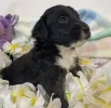 gorgeous and cute aussiedoodle to take home!