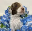 gorgeous and cute aussiedoodle to take home!