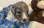 gorgeous and cute aussiedoodle to take home!