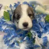 gorgeous and cute aussiedoodle to take home!