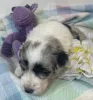 gorgeous and cute aussiedoodle to take home!