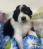 gorgeous and cute aussiedoodle to take home!