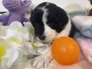 gorgeous and cute aussiedoodle to take home!